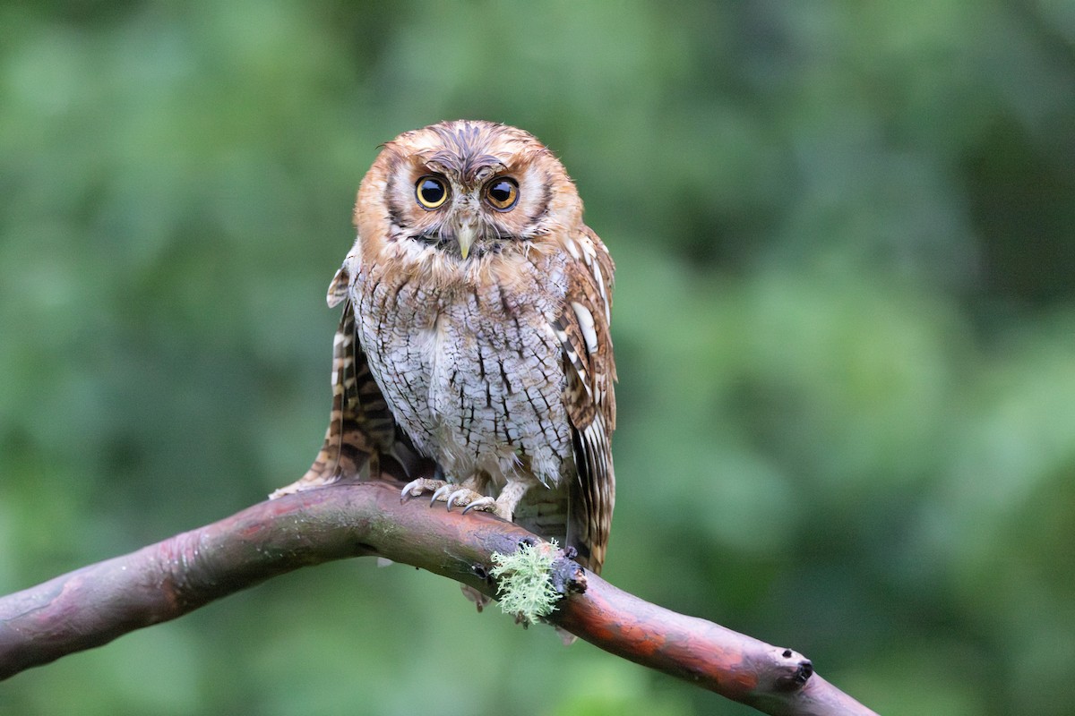 Tropical Screech-Owl - Willian de jesus Quiceno calderon