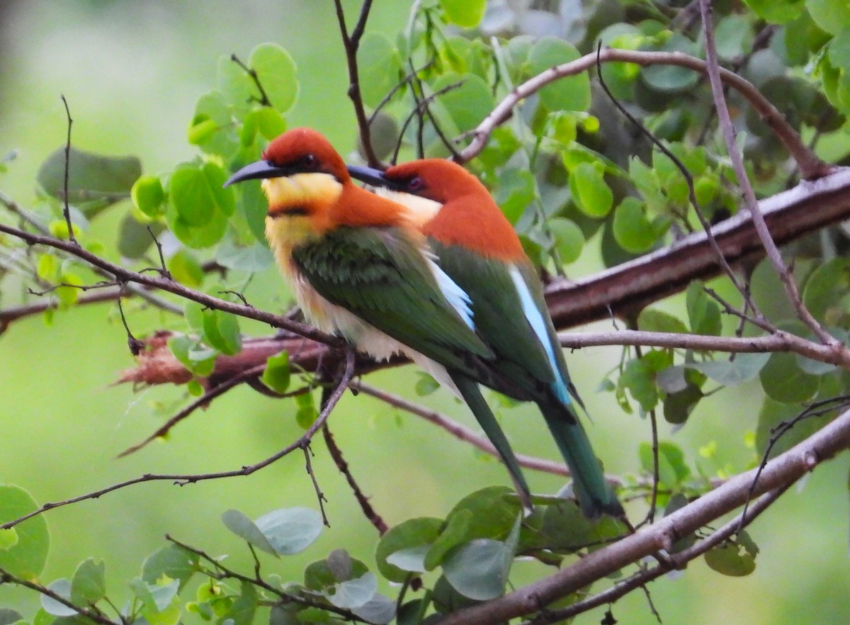 ML613106747 - Chestnut-headed Bee-eater - Macaulay Library