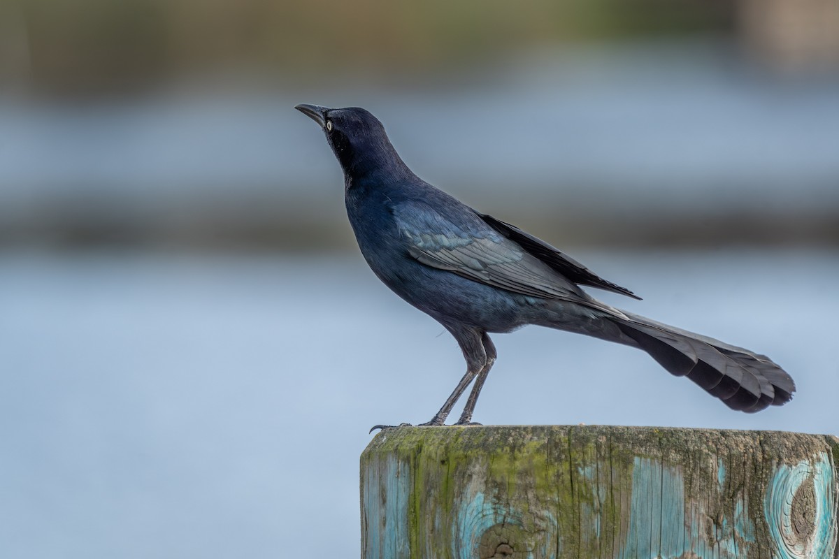 Great-tailed Grackle (Western) - ML613107087