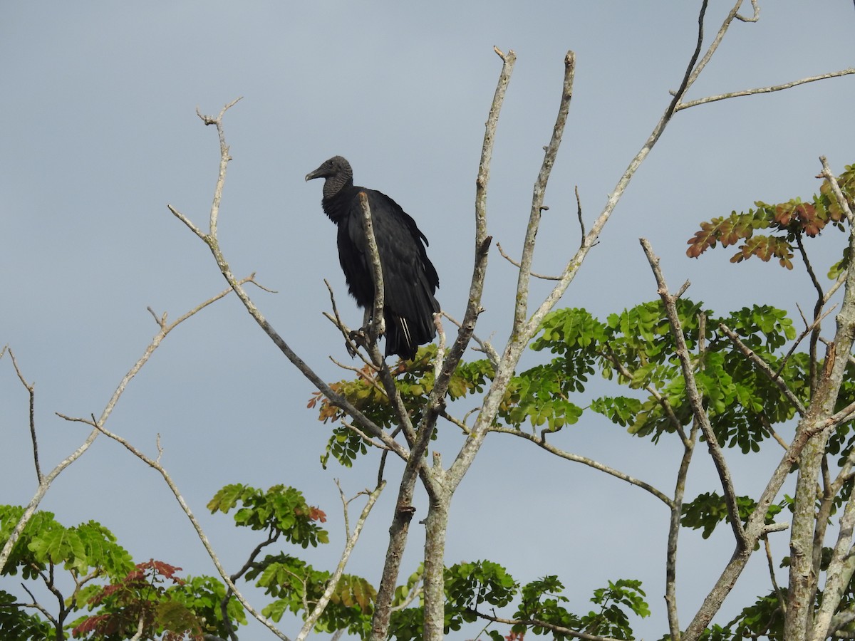 Black Vulture - ML613107264