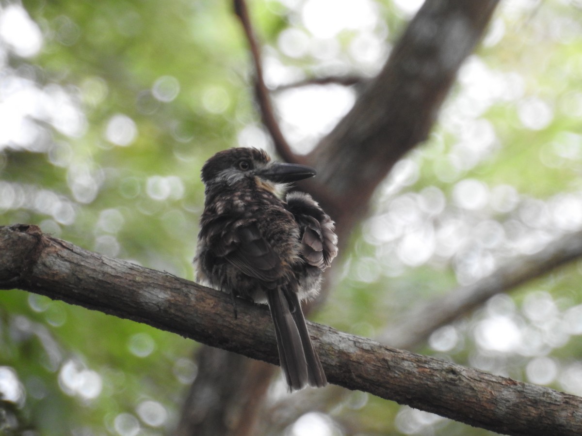 Two-banded Puffbird - Johana Zuluaga-Bonilla