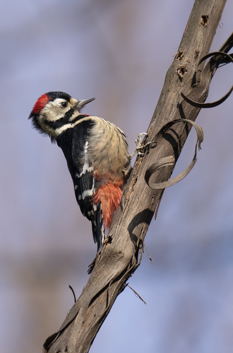 Necklaced Woodpecker - ML613107329