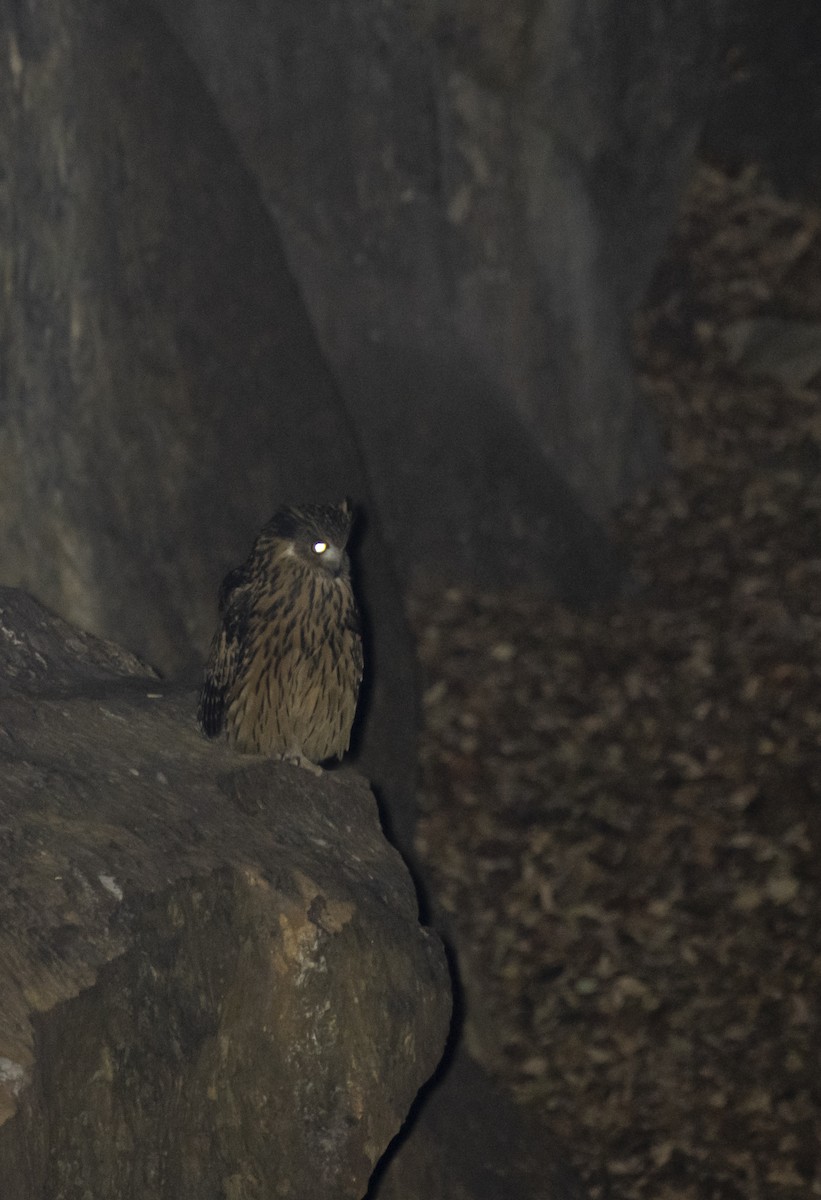 Tawny Fish-Owl - ML613107341