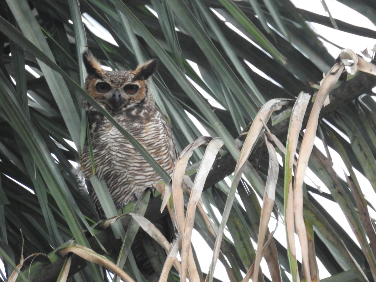 Great Horned Owl - ML613107432