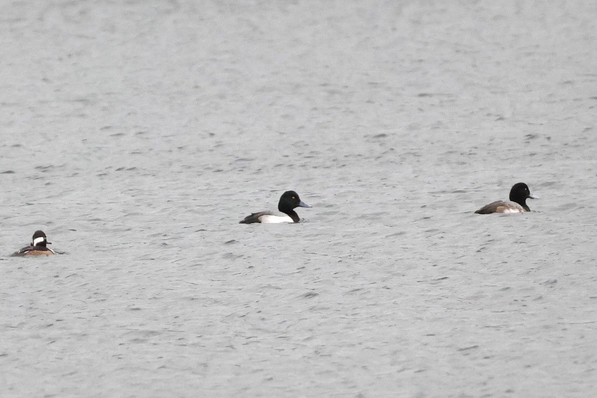 Greater Scaup - ML613107573