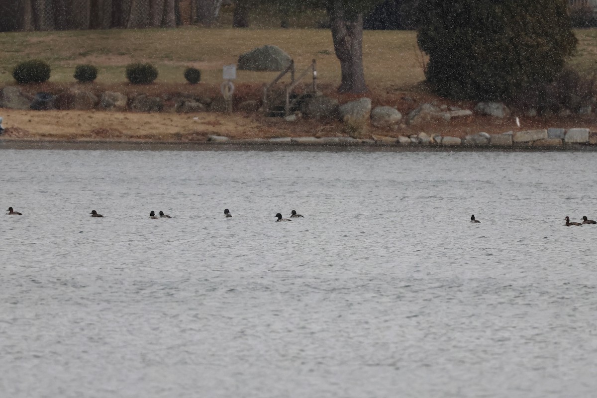 Greater Scaup - ML613107574