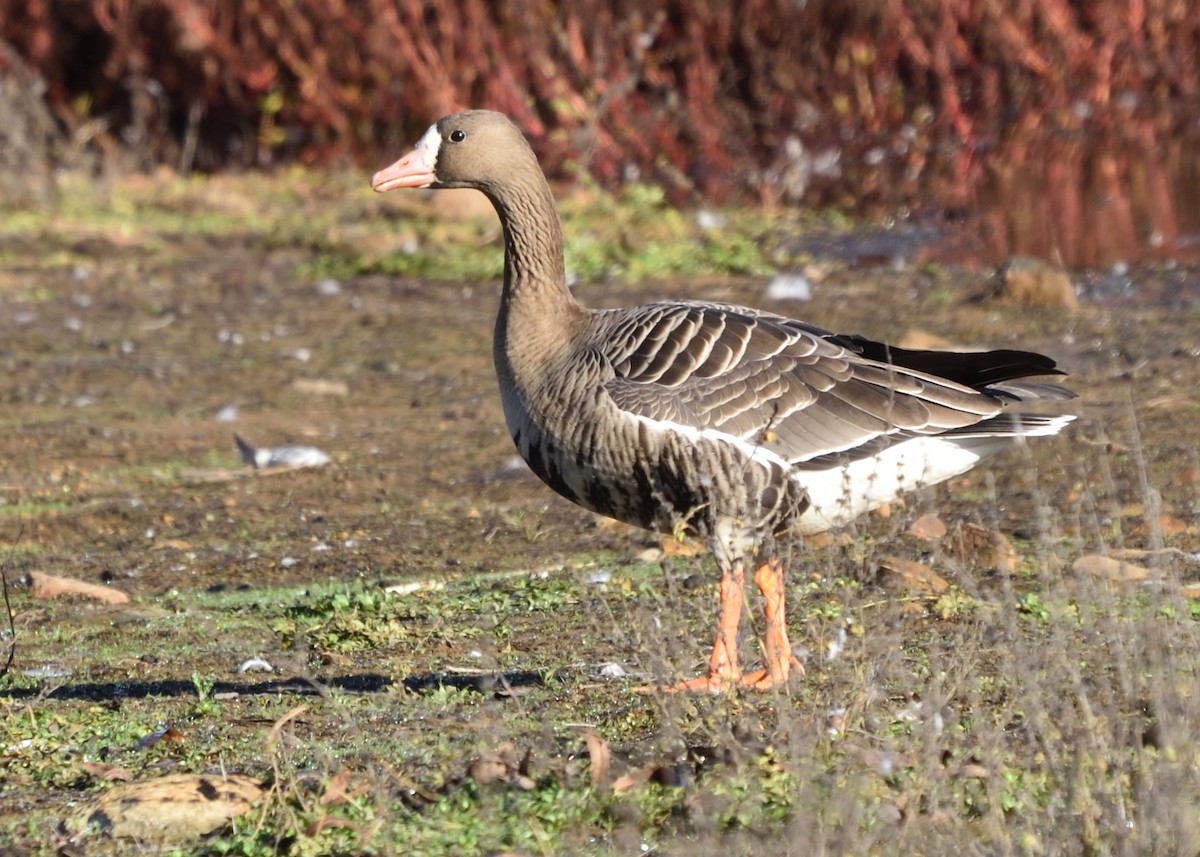 Greater White-fronted Goose - ML613107844