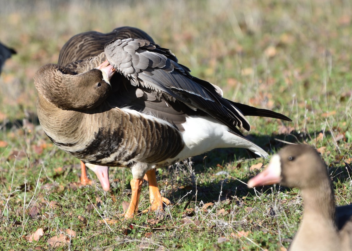 Greater White-fronted Goose - ML613107888