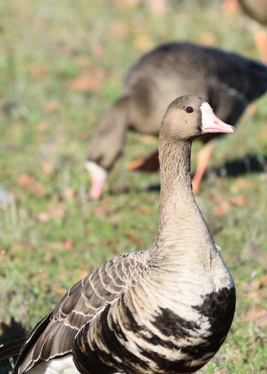 Greater White-fronted Goose - ML613107890