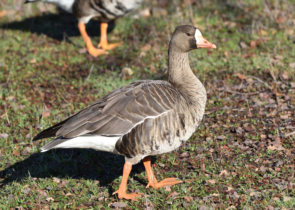 Greater White-fronted Goose - Barbara Peck
