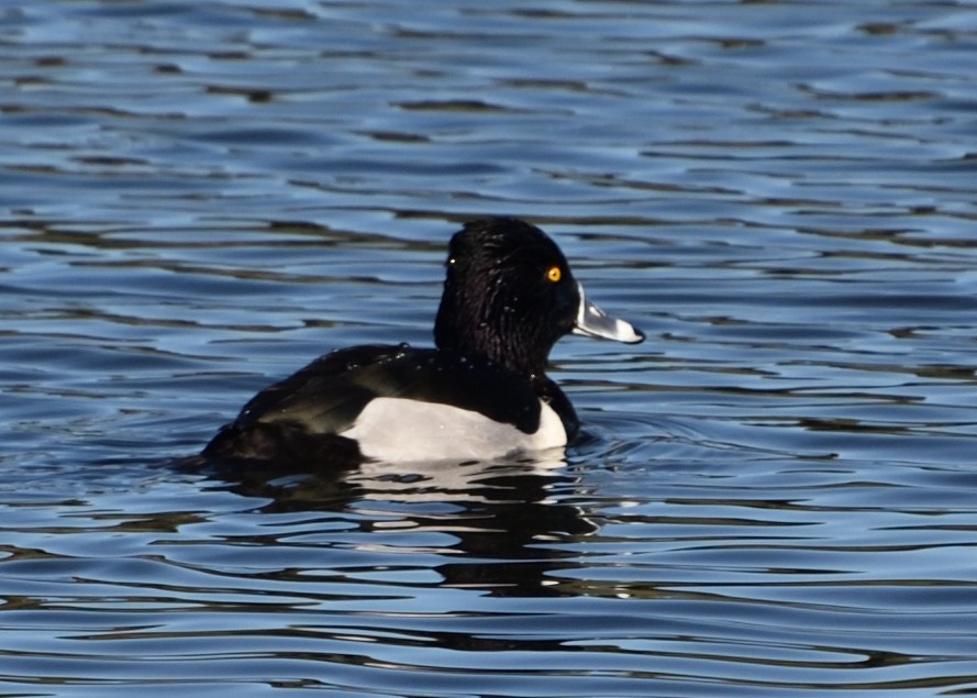 Ring-necked Duck - ML613107896