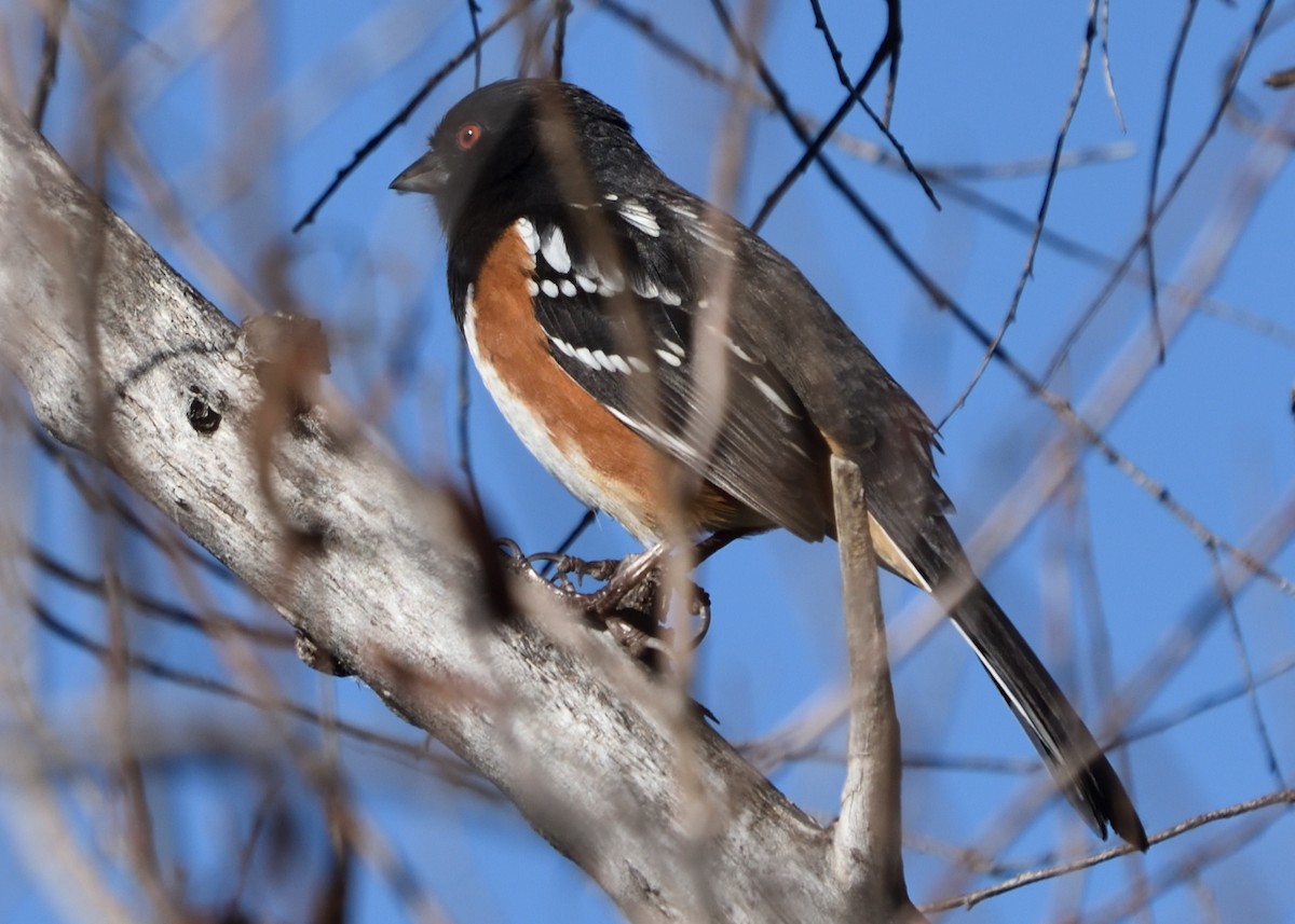 Spotted Towhee - ML613107929