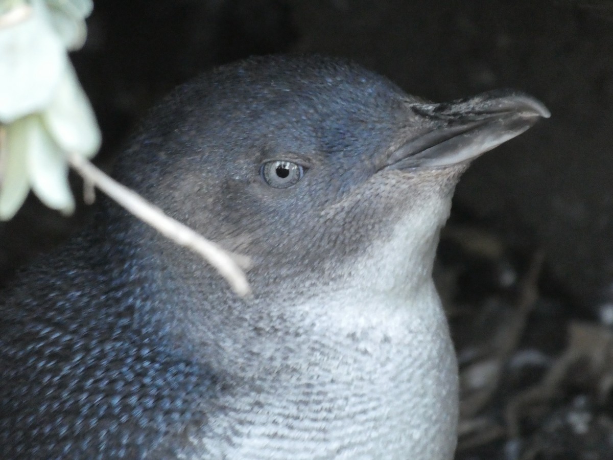 Малый пингвин - ML613107975