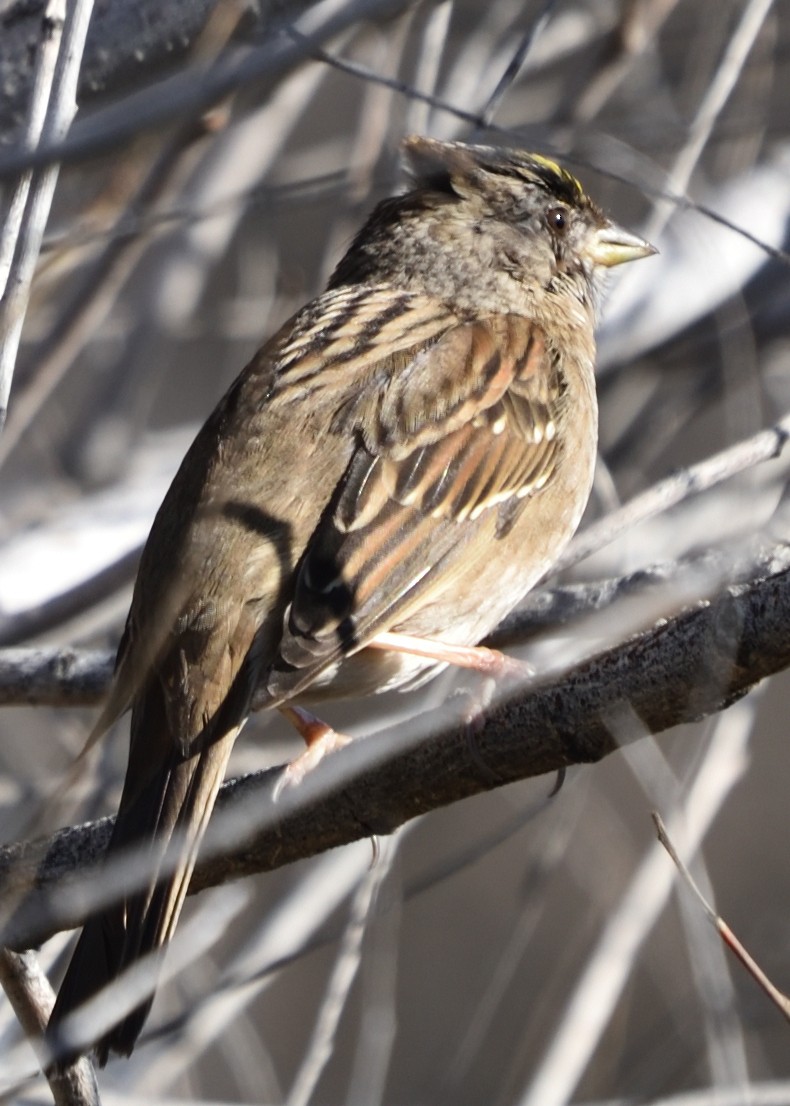 Golden-crowned Sparrow - ML613107986