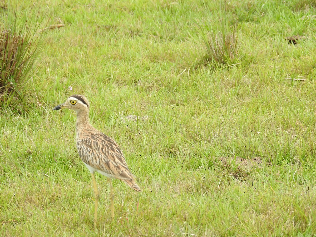Double-striped Thick-knee - ML613108056