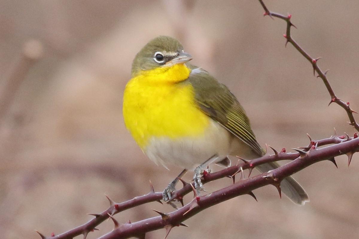 Yellow-breasted Chat - ML613108149