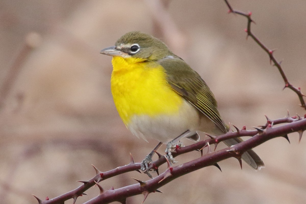Yellow-breasted Chat - ML613108150