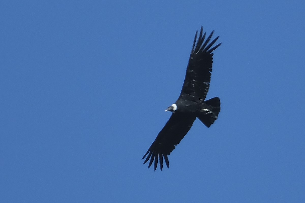 Andean Condor - ML613108198