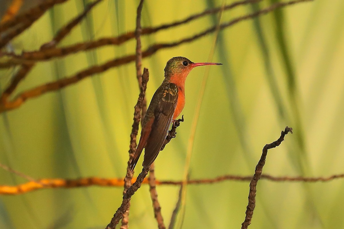 Cinnamon Hummingbird - Peter Kyne
