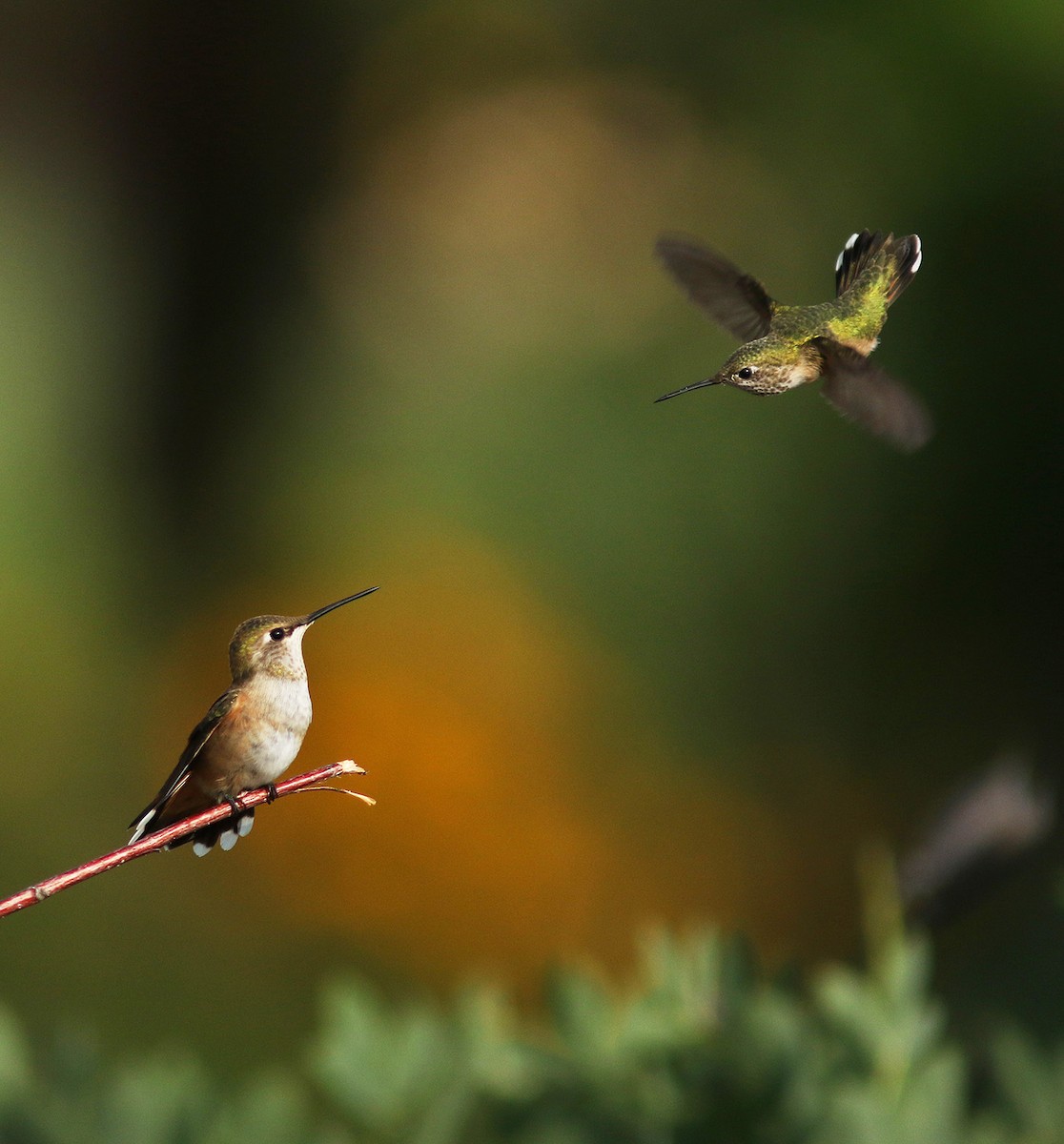 Calliope Hummingbird - ML61310841