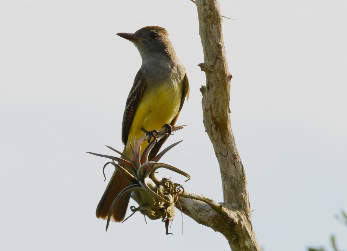 Great Crested Flycatcher - Rob Crawford