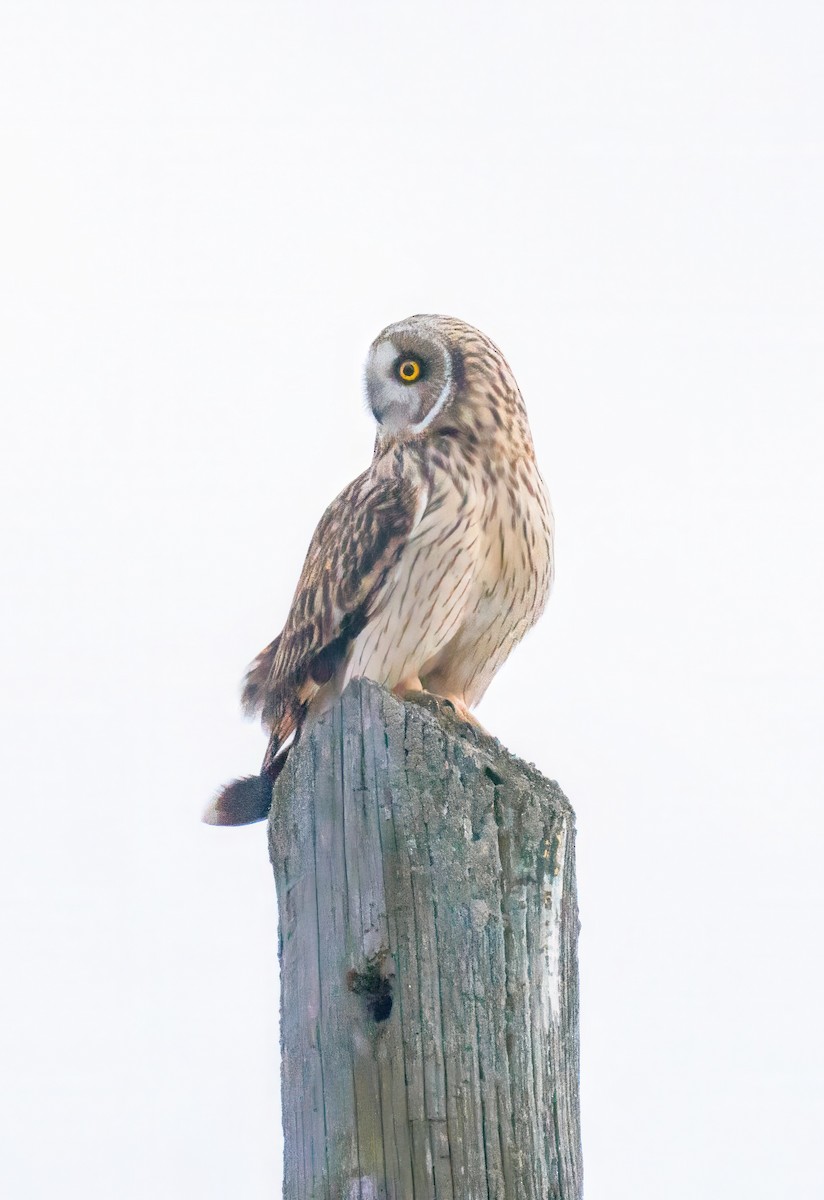 Short-eared Owl - ML613108672