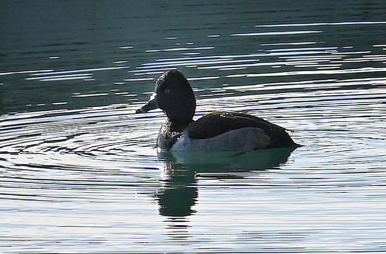 Ring-necked Duck - ML613109825