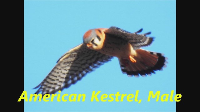 American Kestrel (Northern) - ML613109922