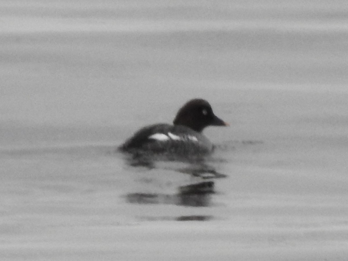 Common Goldeneye - ML613110064