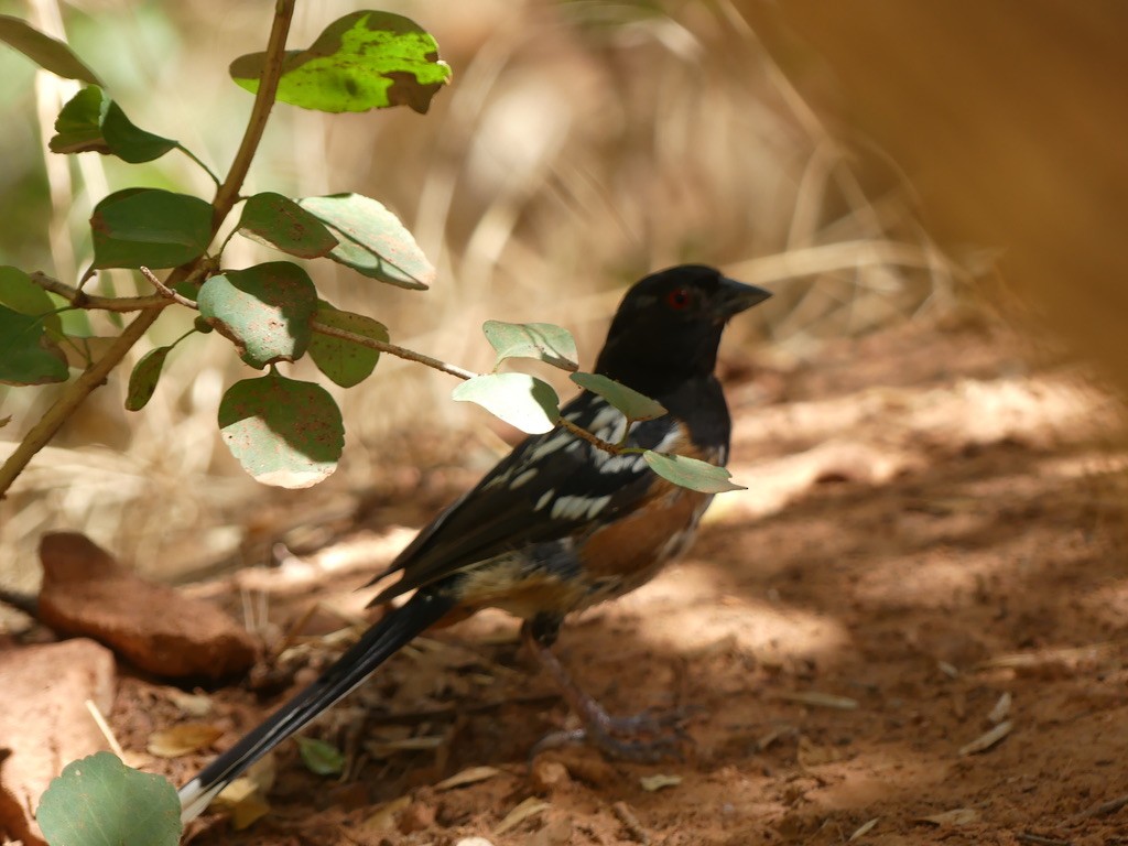 Spotted Towhee (maculatus Group) - ML613110326