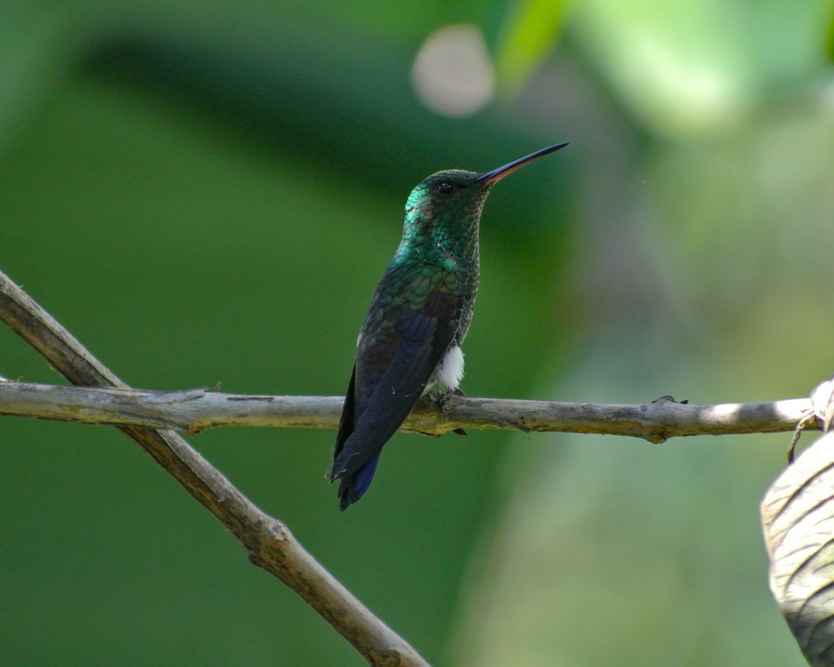 Blue-tailed Hummingbird - ML613110384