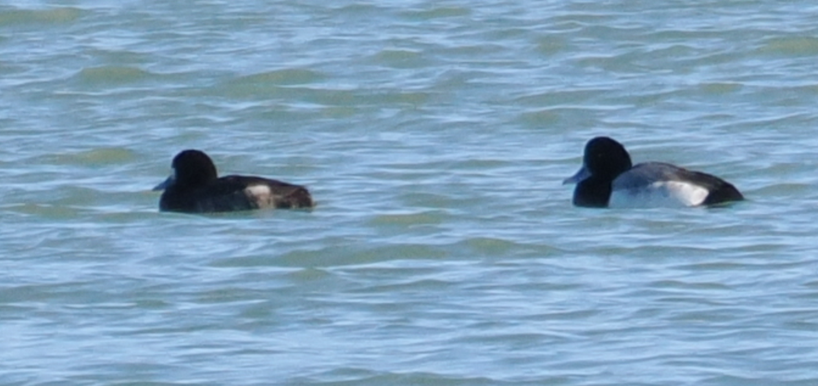 Greater Scaup - ML613110390