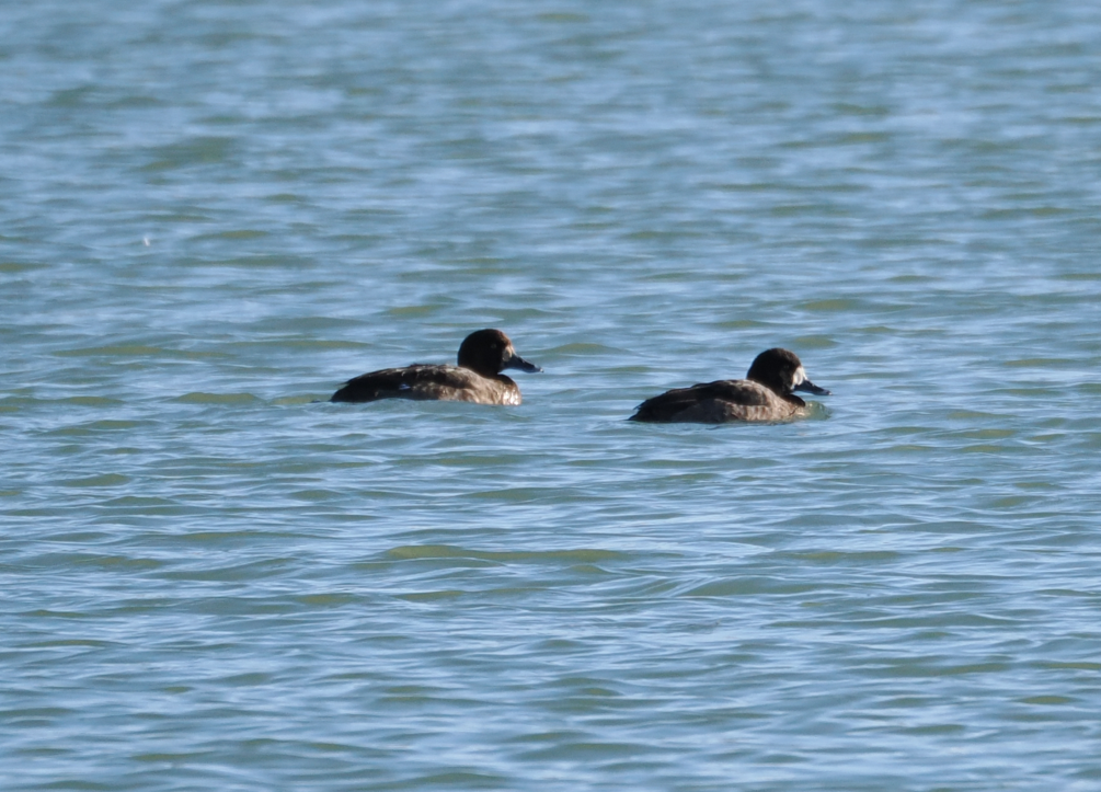 Greater Scaup - ML613110391