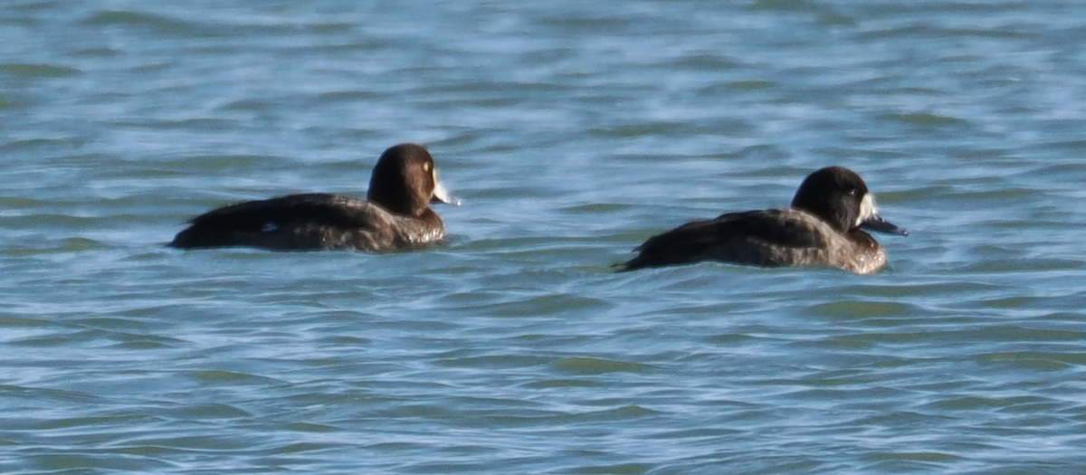 Greater Scaup - ML613110392