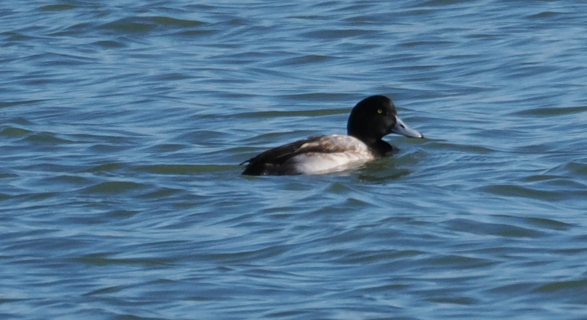 Greater Scaup - ML613110393
