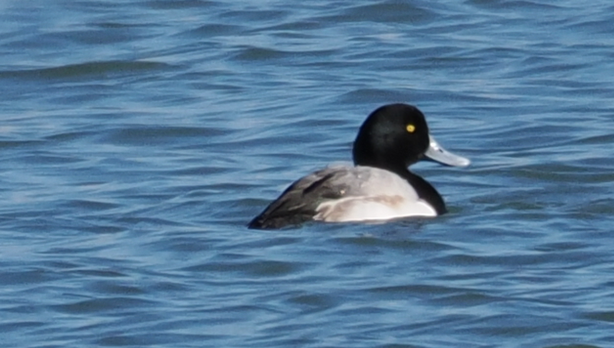Greater Scaup - ML613110394
