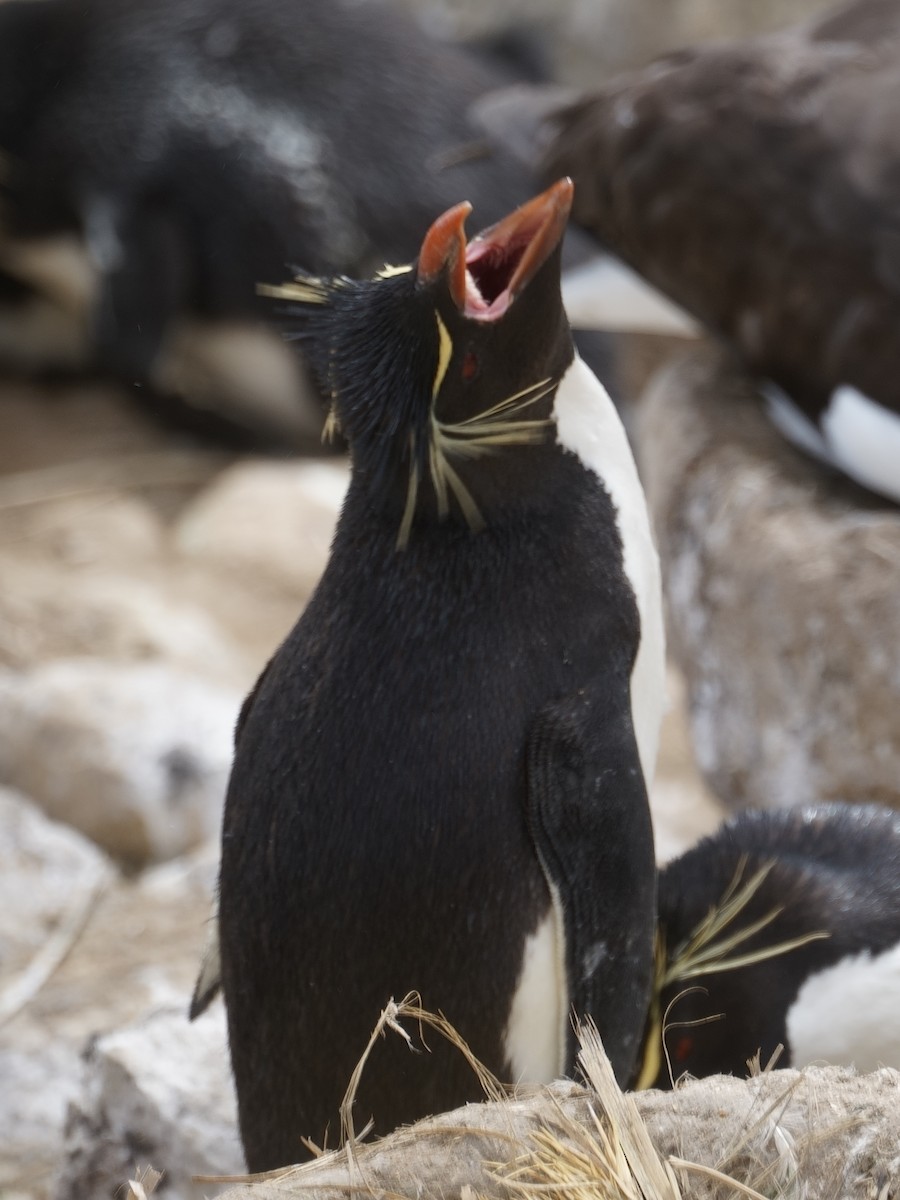 Southern Rockhopper Penguin - Merryl Edelstein