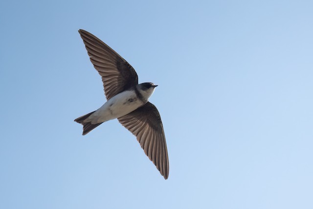 Bank Swallow