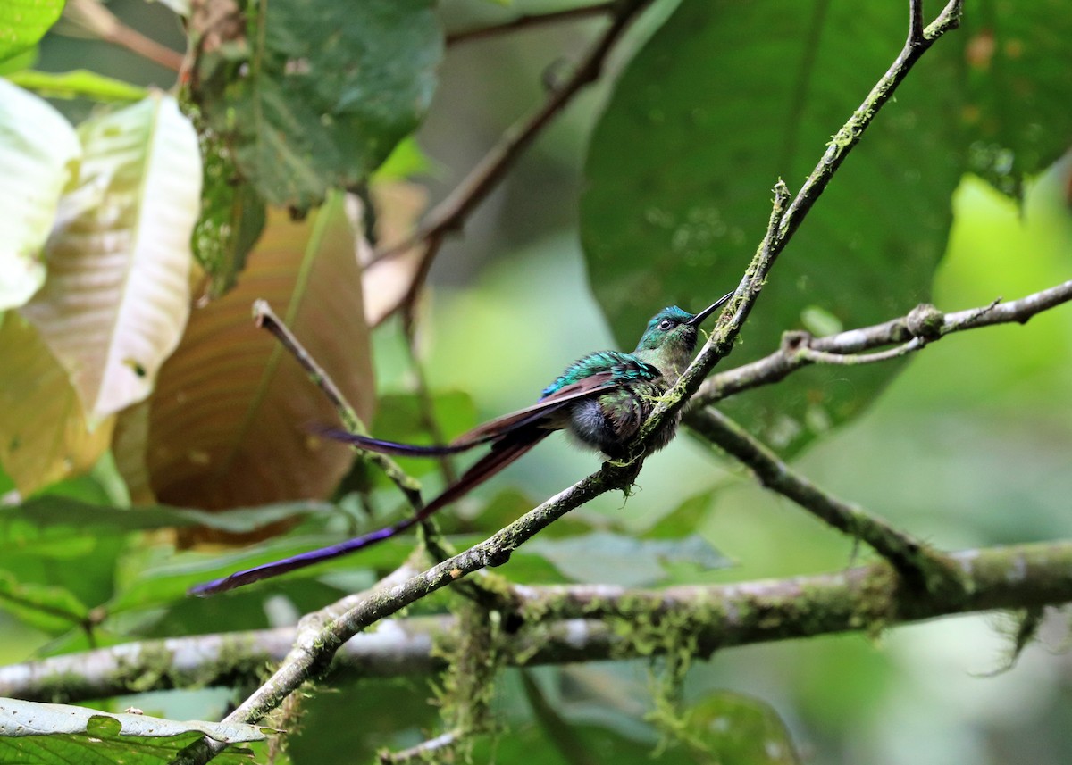 Violet-tailed Sylph - ML613110771