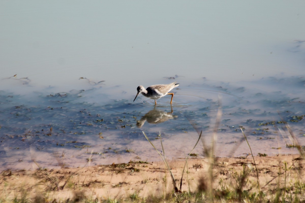 eBird Checklist 30 Dec 2023 John Paul Landing ParkEnvironmental