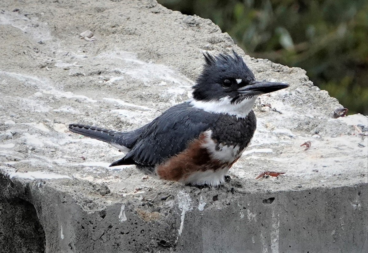 Belted Kingfisher - ML613110912