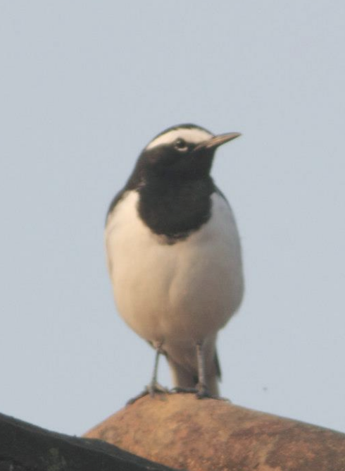 White-browed Wagtail - sheau torng lim