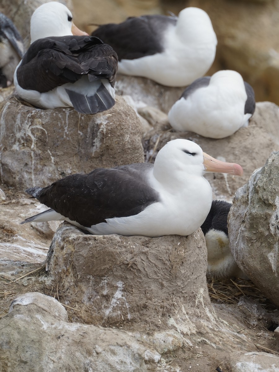 Black-browed Albatross - Merryl Edelstein
