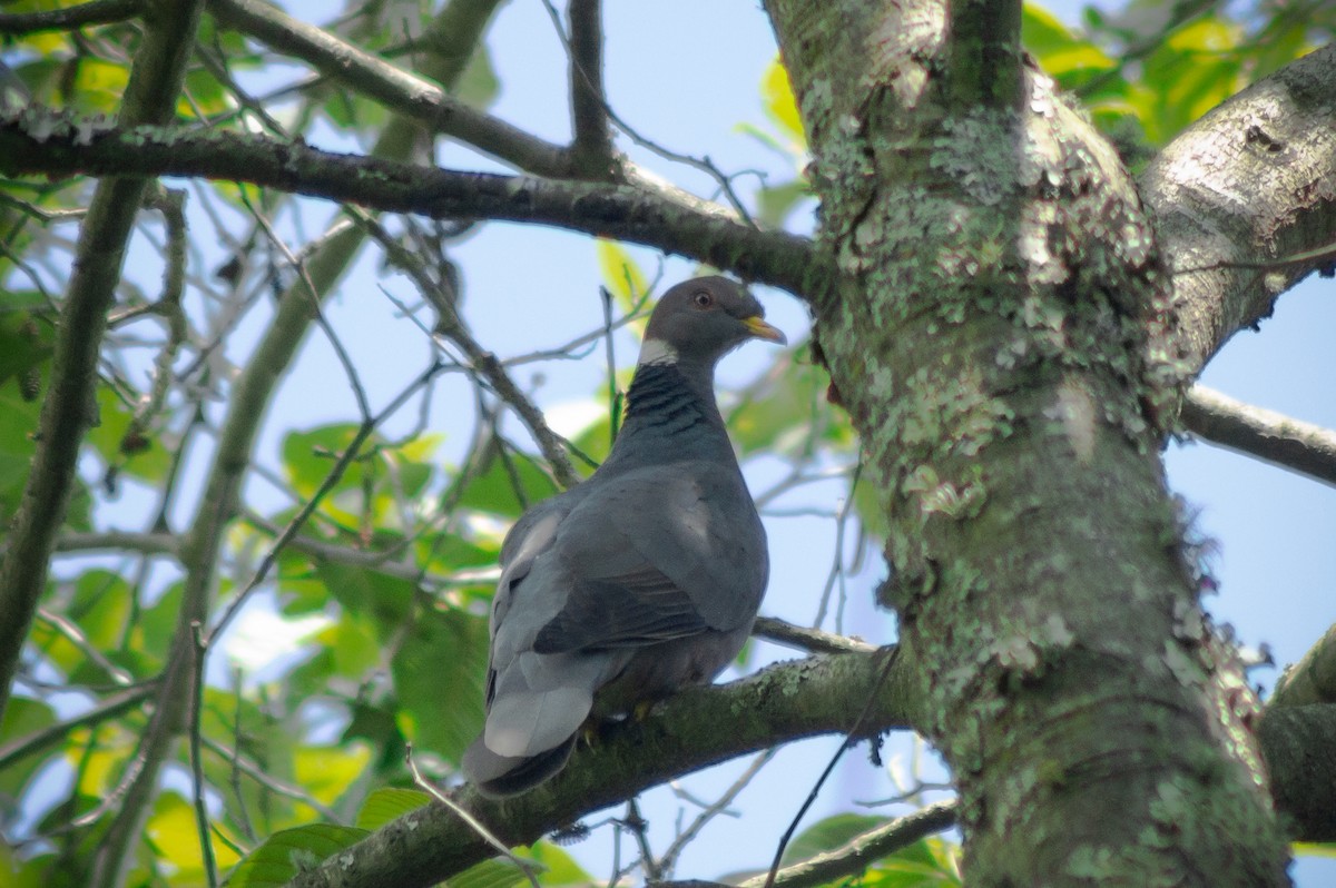 Band-tailed Pigeon - ML613111024