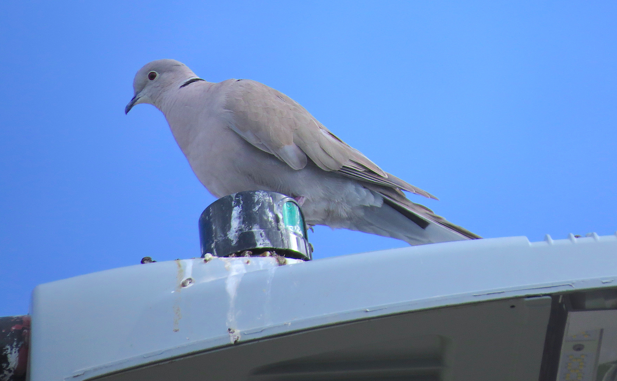 African Collared-Dove - ML61311111