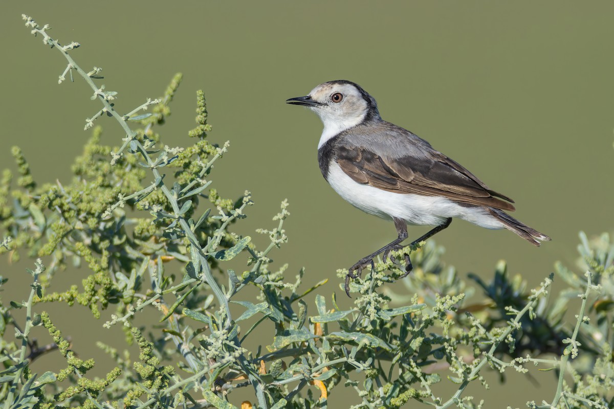 White-fronted Chat - ML613111246