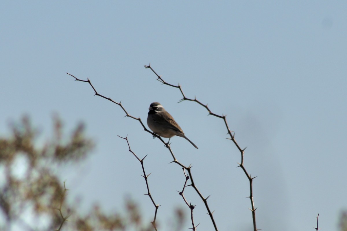 Black-throated Sparrow - ML613111687