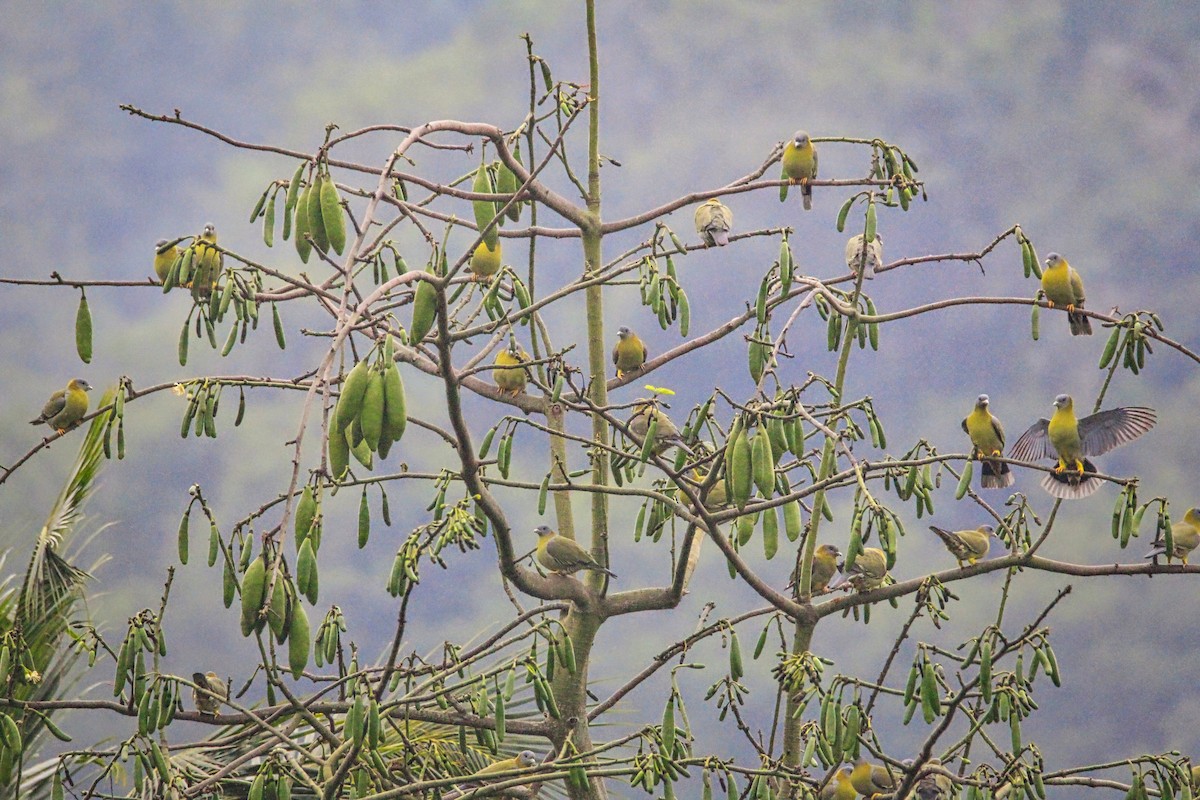green-pigeon sp. - Uma Balasubramanian