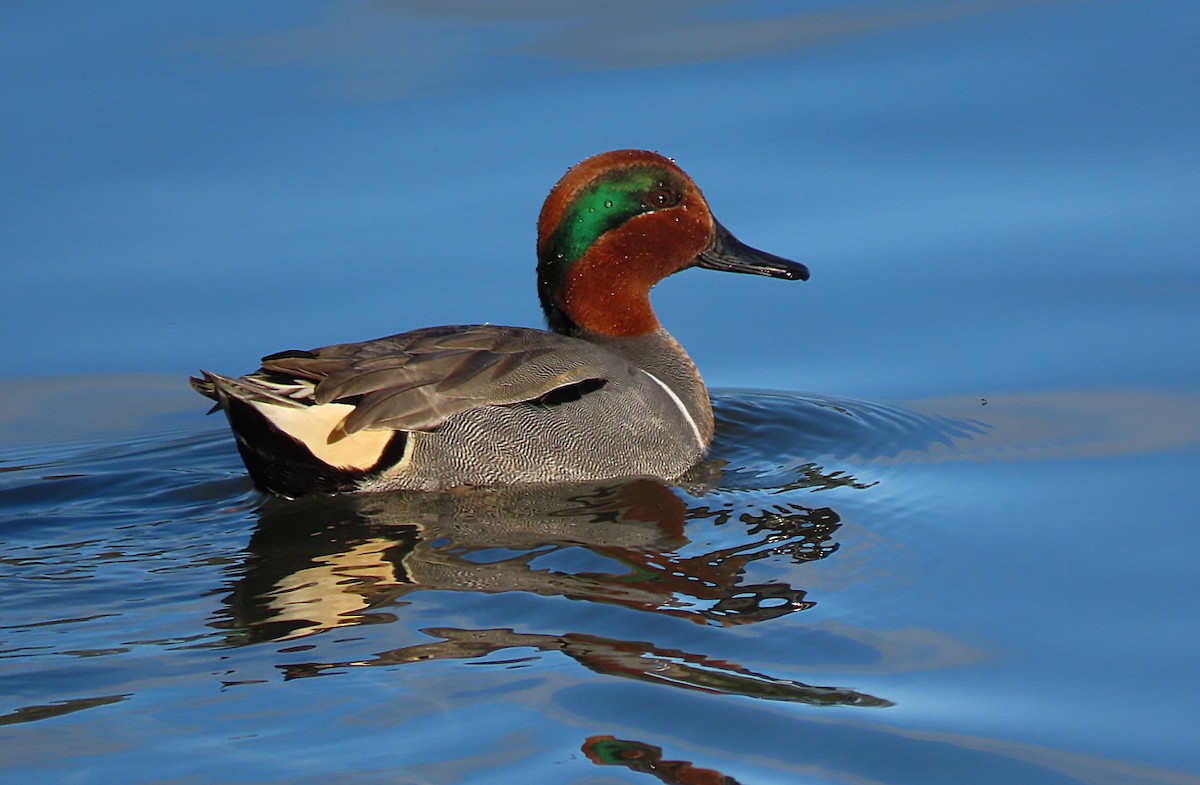 Green-winged Teal - ML613111742