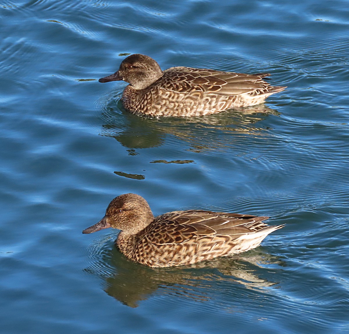 Green-winged Teal - ML613111748